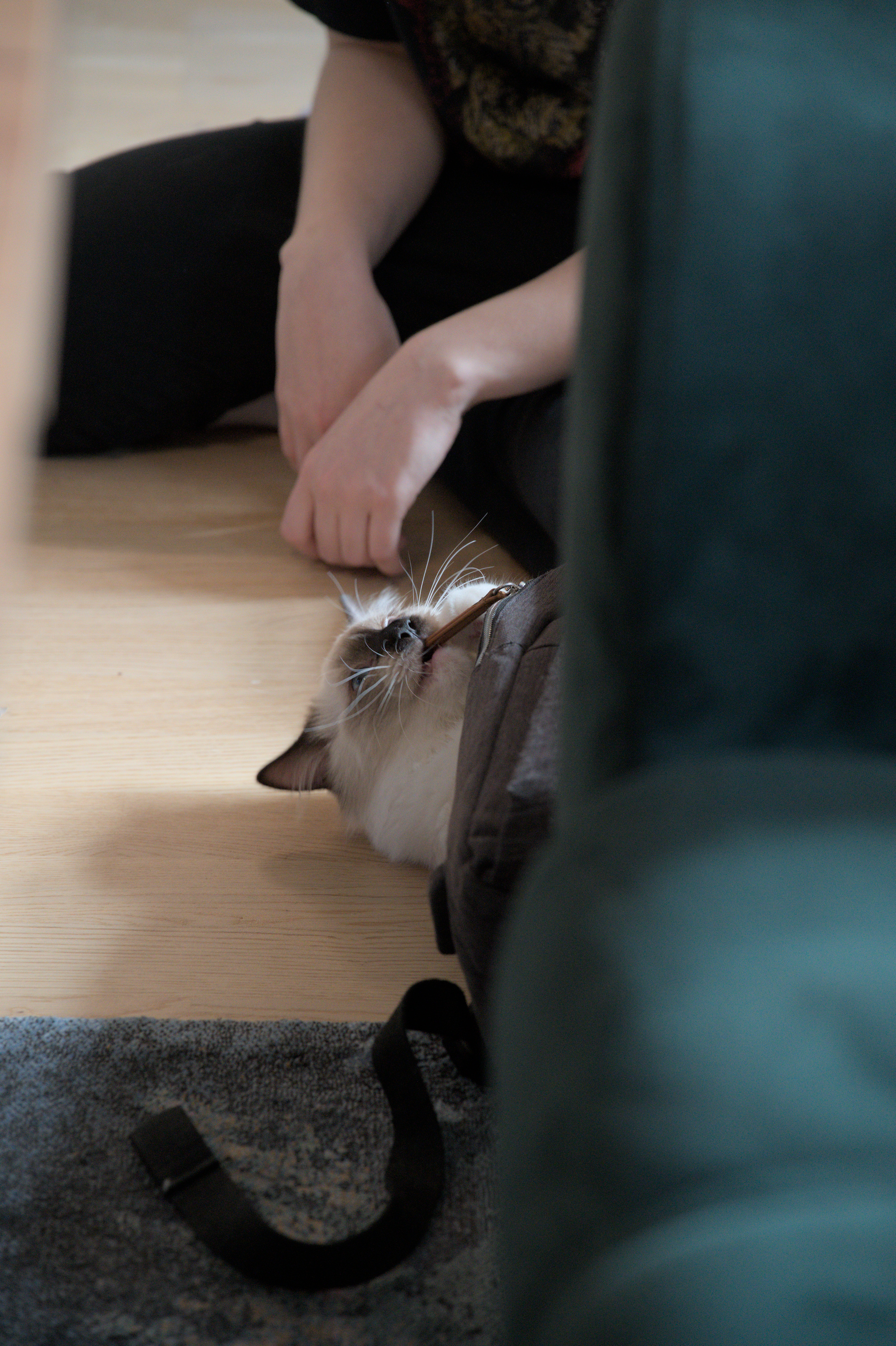 2025/10/12 - cats/DSC_0076.jpg